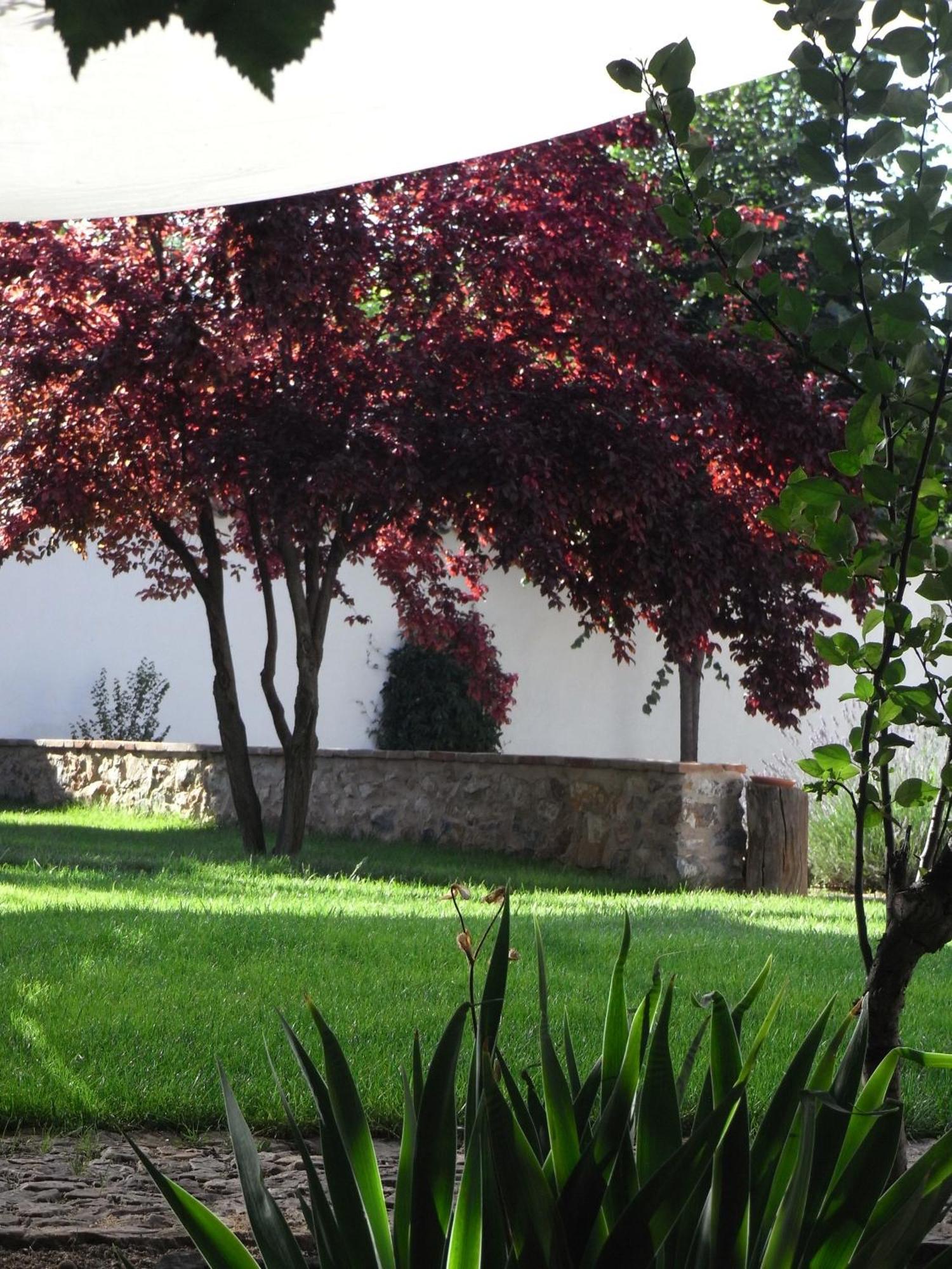 Casa Rural La Alameda Madridejos Eksteriør billede