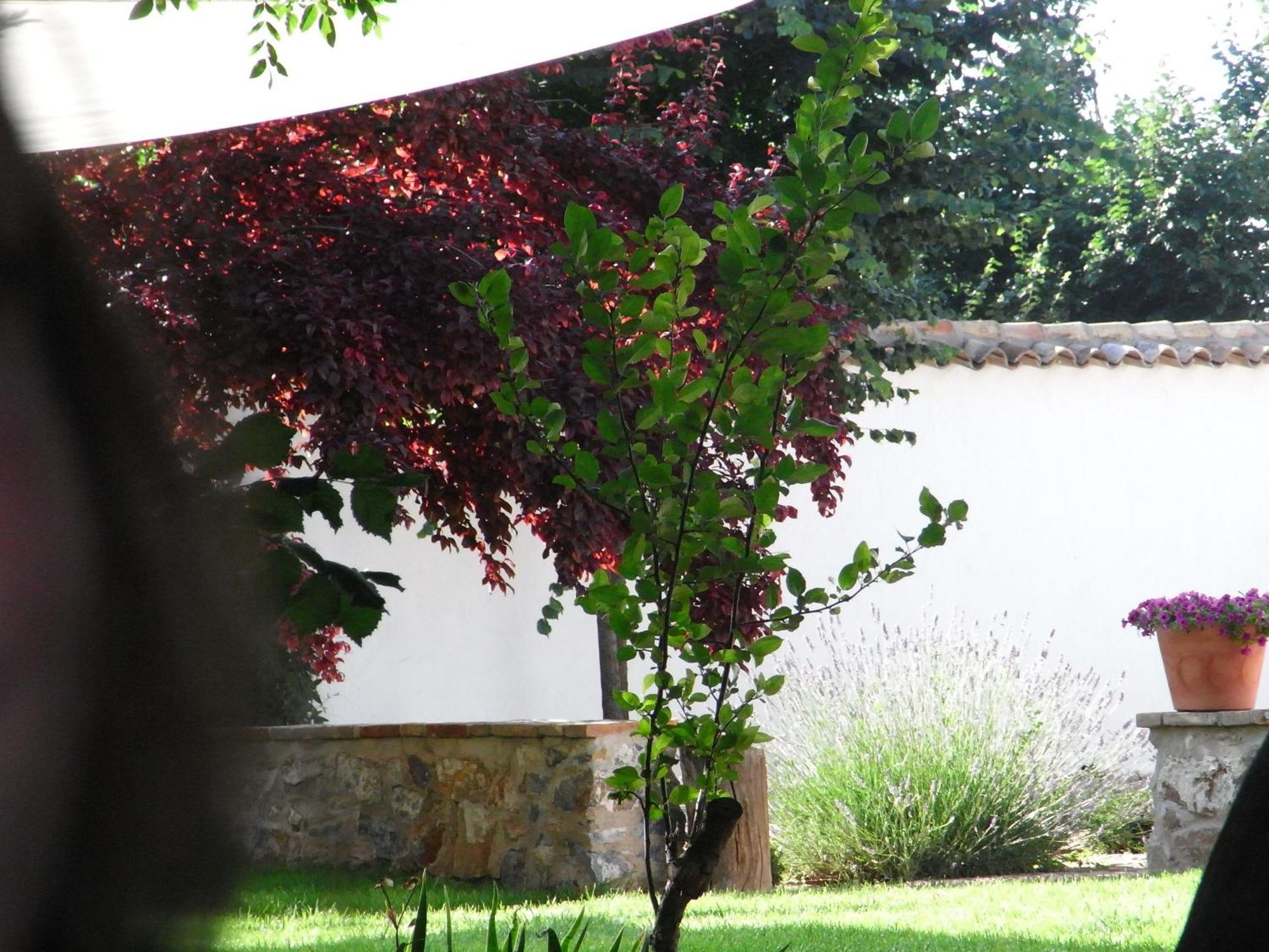 Casa Rural La Alameda Madridejos Eksteriør billede